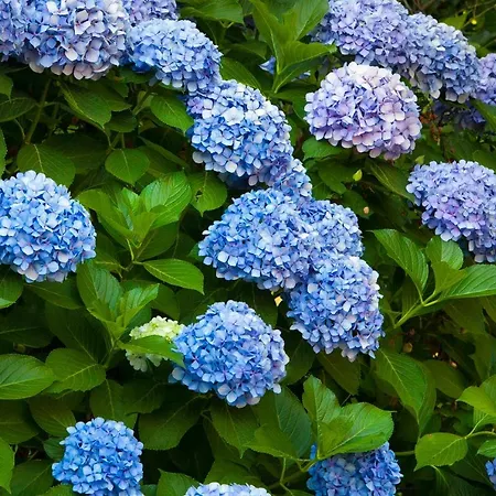 Oriana Relais 4* Sorrento